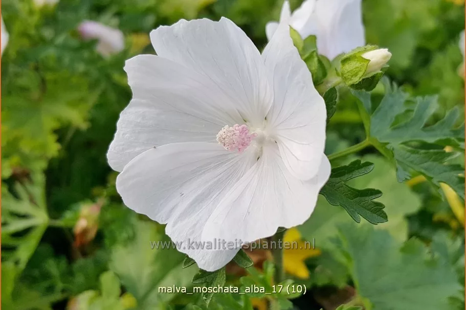 Malva moschata 'Alba'