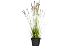 Molinia caerulea 'Moorhexe'