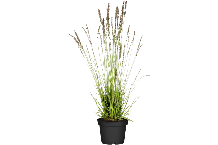 Molinia caerulea 'Moorhexe'