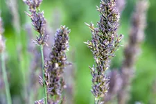 Molinia caerulea 'Moorhexe'