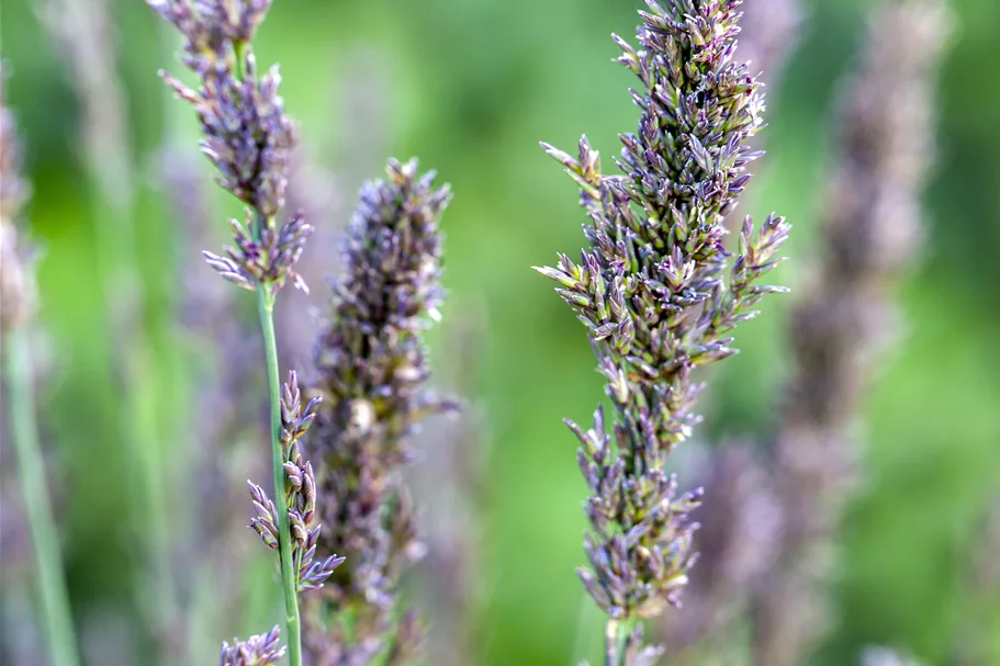 Molinia caerulea 'Moorhexe'