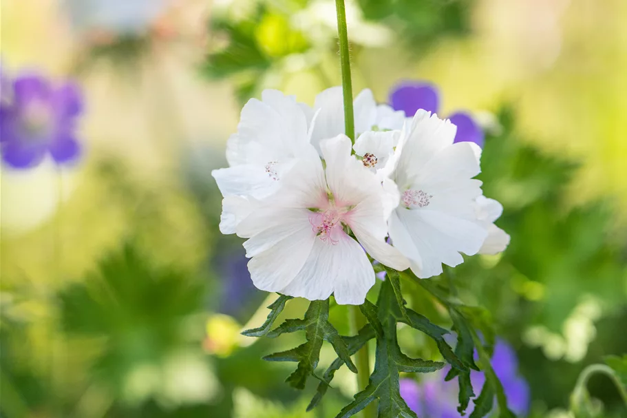 Malva moschata 'Alba'