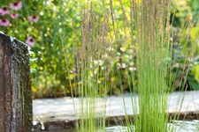 Molinia caerulea 'Moorhexe'