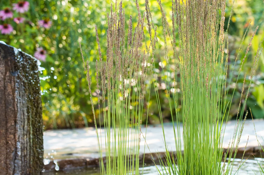 Molinia caerulea 'Moorhexe'