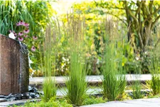 Molinia caerulea 'Moorhexe'