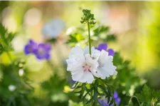 Malva moschata 'Alba'