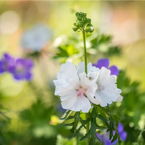 Malva moschata 'Alba'