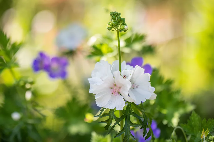 Malva moschata 'Alba'