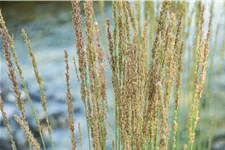 Molinia caerulea 'Moorhexe'