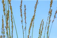 Molinia caerulea 'Moorhexe'