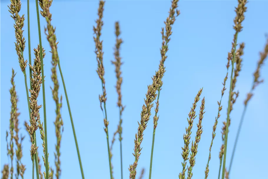 Molinia caerulea 'Moorhexe'