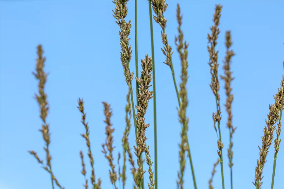 Molinia caerulea 'Moorhexe'