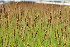 Molinia caerulea 'Moorhexe'