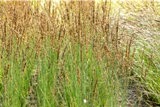 Molinia caerulea 'Moorhexe'