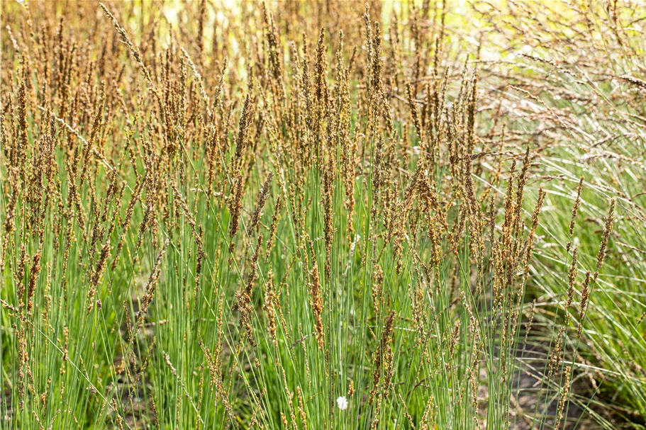 Molinia caerulea 'Moorhexe'