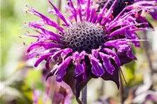 Monarda fistulosa 'Scorpion'