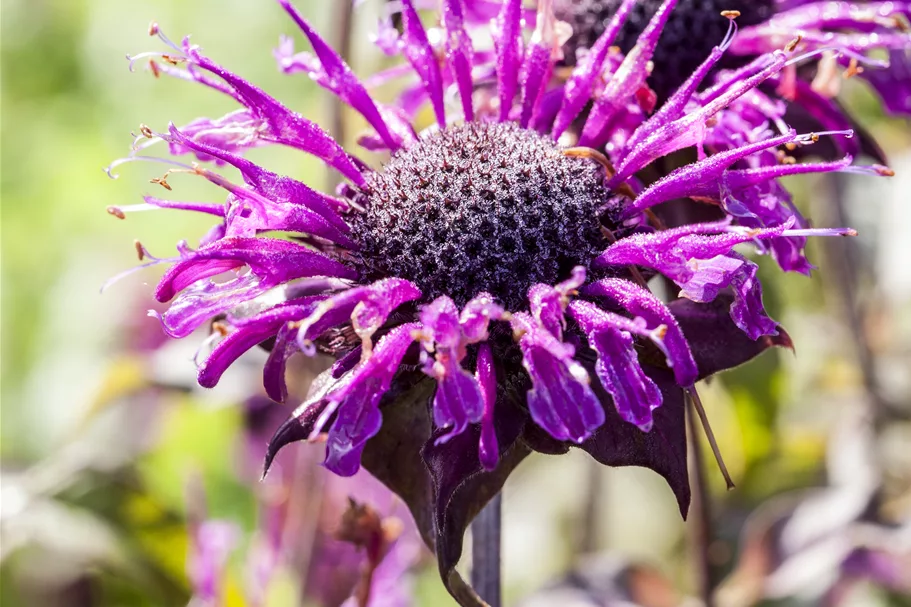 Monarda fistulosa 'Scorpion'