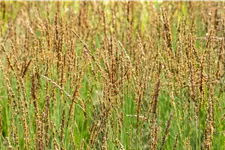 Molinia caerulea 'Moorhexe'