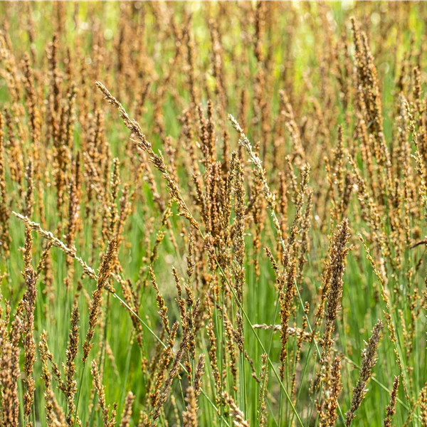 Molinia caerulea 'Moorhexe'