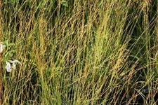 Molinia caerulea 'Poul Petersen'