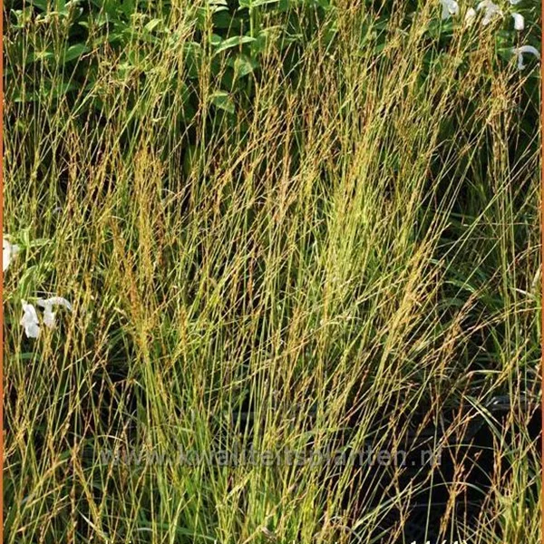 Molinia caerulea 'Poul Petersen'