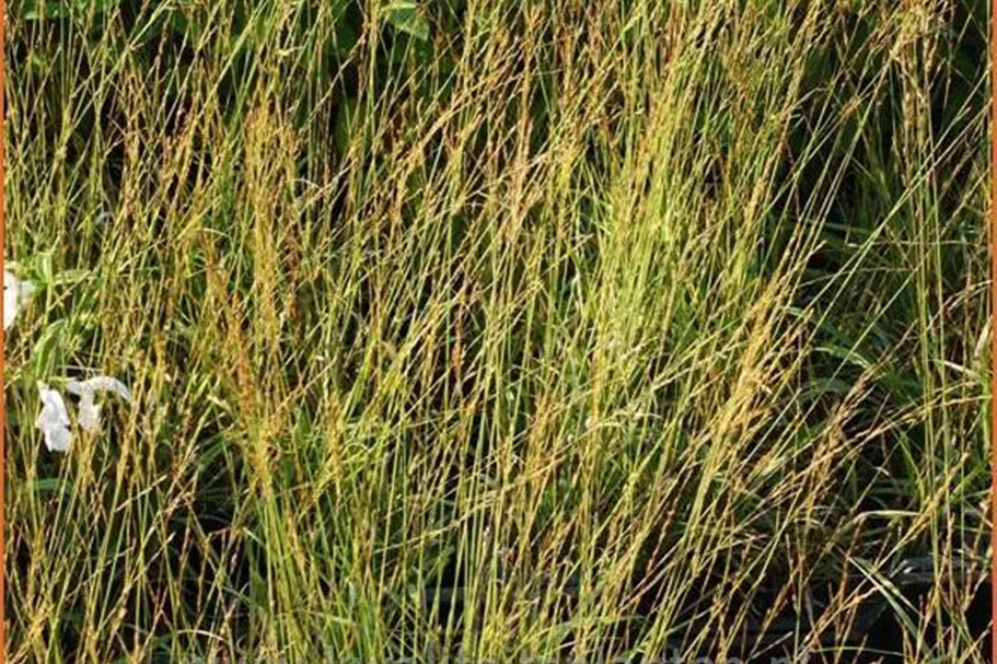 Molinia caerulea 'Poul Petersen'