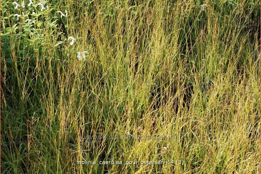 Molinia caerulea 'Poul Petersen'