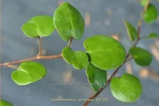 Muehlenbeckia complexa