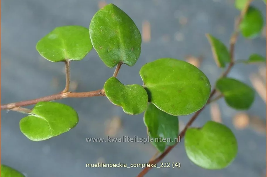 Muehlenbeckia complexa