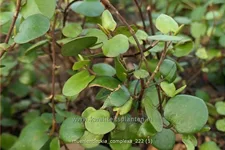 Muehlenbeckia complexa