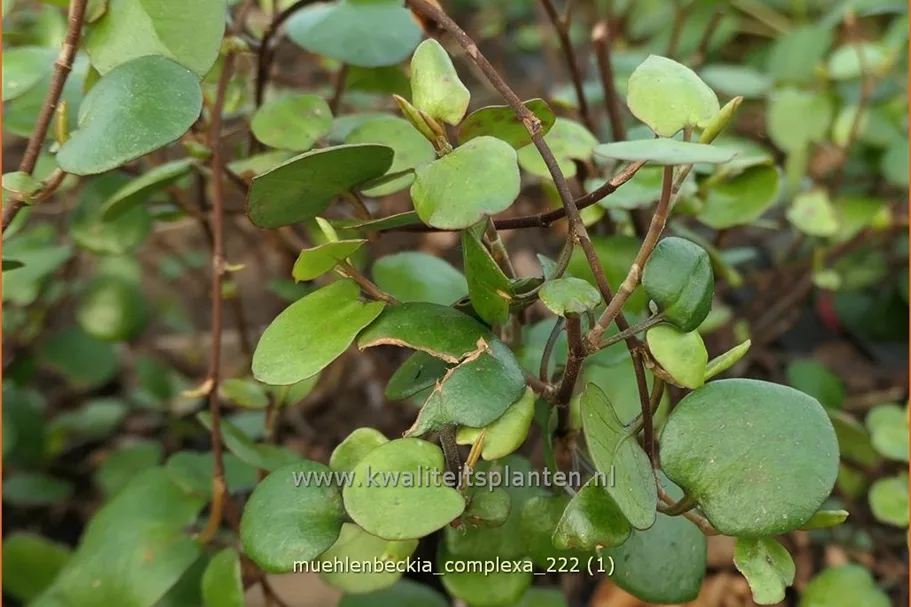 Muehlenbeckia complexa