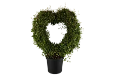 Muehlenbeckia complexa