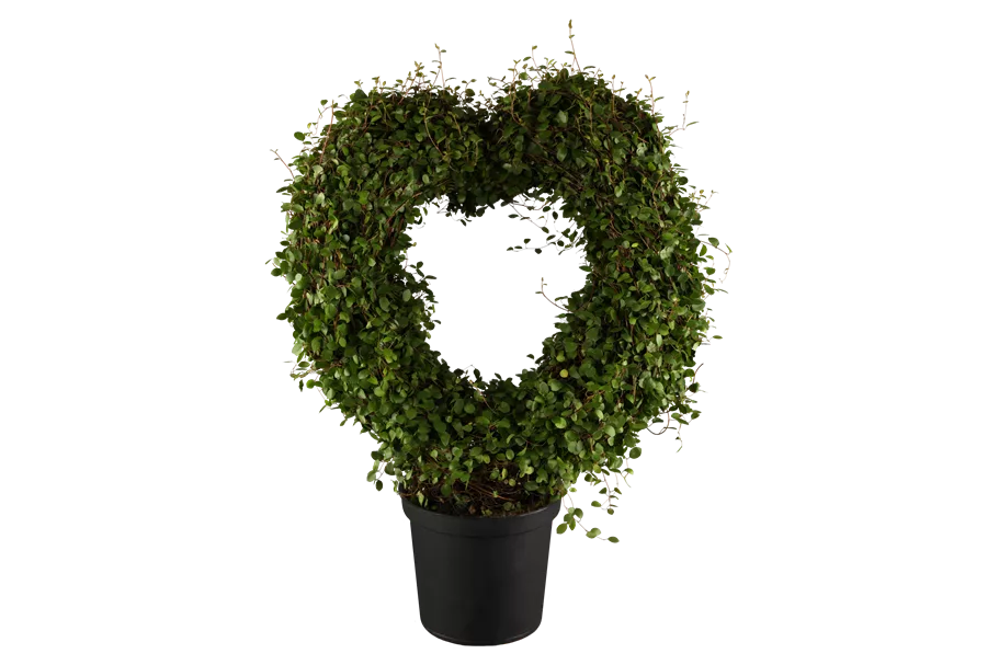 Muehlenbeckia complexa