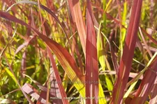 Molinia caerulea 'Rotschopf'