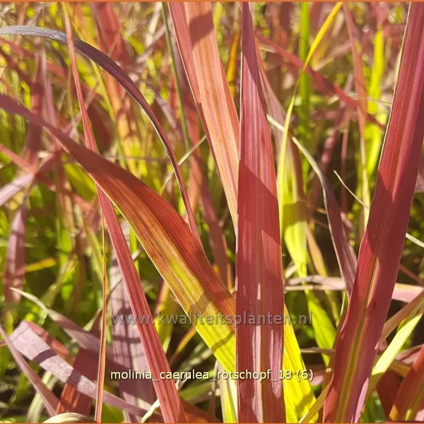 Molinia caerulea 'Rotschopf'