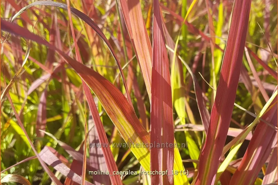 Molinia caerulea 'Rotschopf'