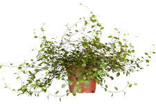 Muehlenbeckia complexa