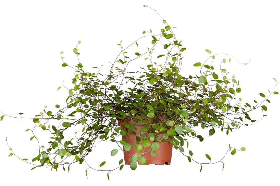 Muehlenbeckia complexa