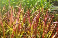 Molinia caerulea 'Rotschopf'
