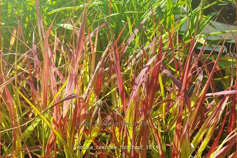 Molinia caerulea 'Rotschopf'