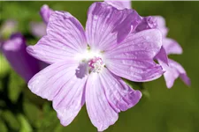 Malva moschata 'Rosea'