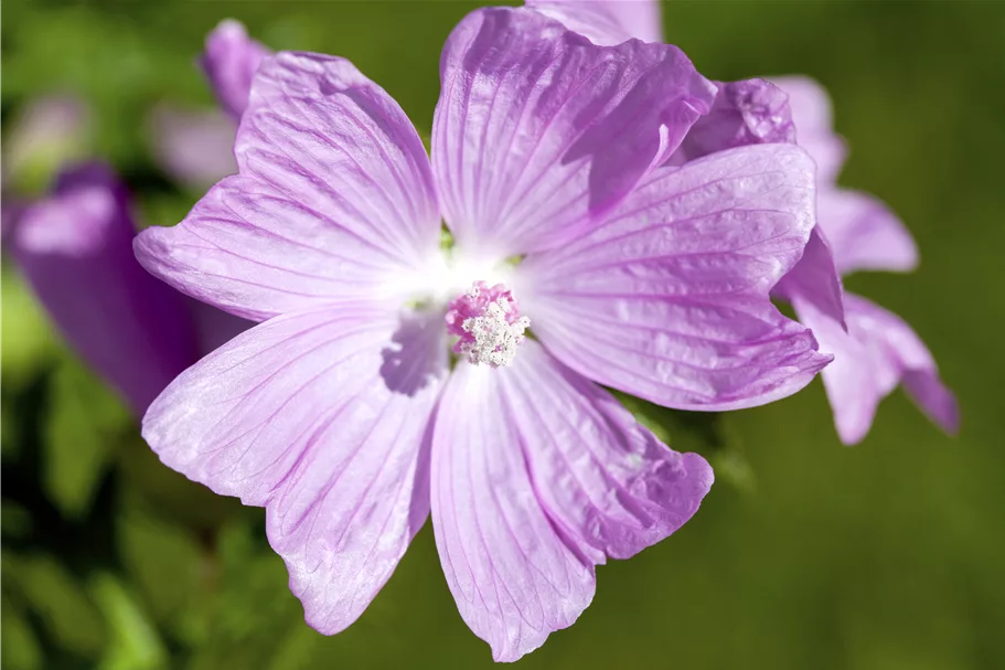 Malva moschata 'Rosea'