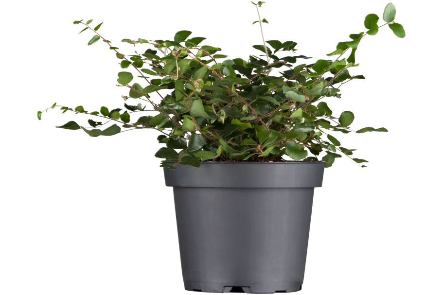 Muehlenbeckia complexa