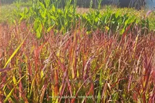Molinia caerulea 'Rotschopf'