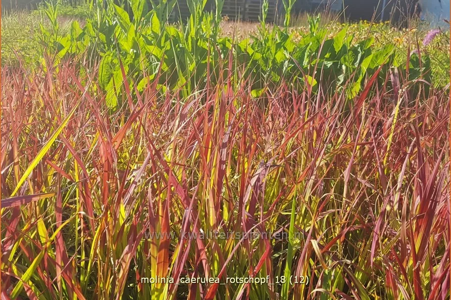 Molinia caerulea 'Rotschopf'