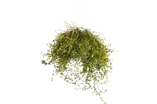 Muehlenbeckia complexa