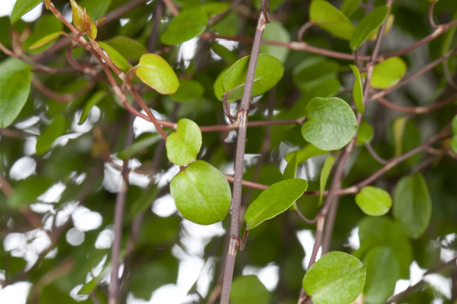 Muehlenbeckia complexa