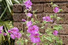 Malva moschata 'Rosea'