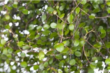 Muehlenbeckia complexa