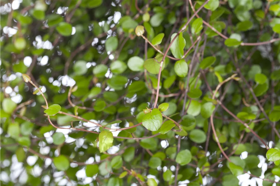 Muehlenbeckia complexa